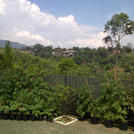 Pohon buah dan sayuran dapat dipetik (seperlunya) dan hanya untuk dikonsumsi saat anda berada di villa.